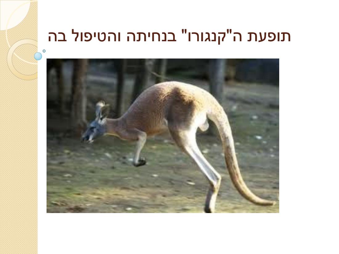 קנגרו - סיבות והדרך לטפל – עמוד 1