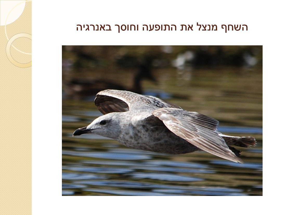 קנגרו - סיבות והדרך לטפל – עמוד 14