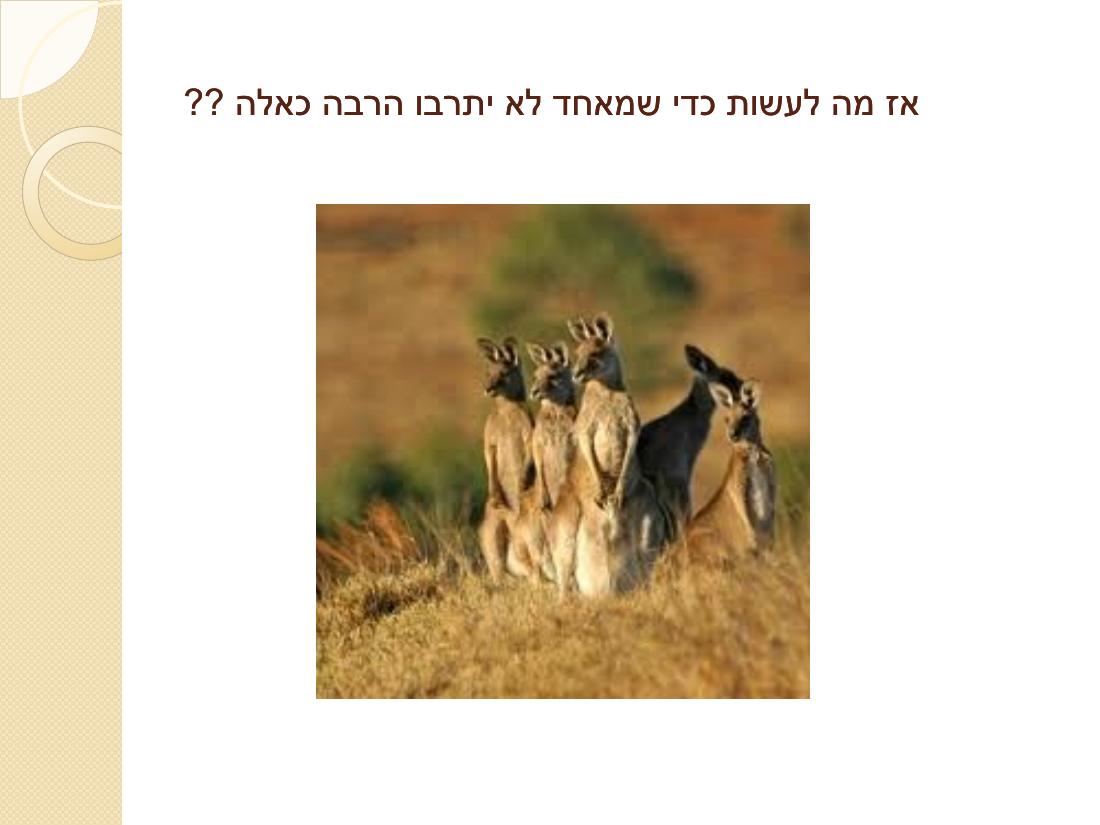 קנגרו - סיבות והדרך לטפל – עמוד 33