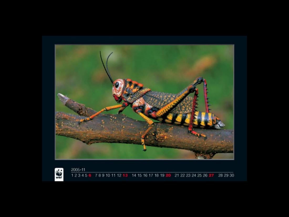 1022Calendar2005 – עמוד 11