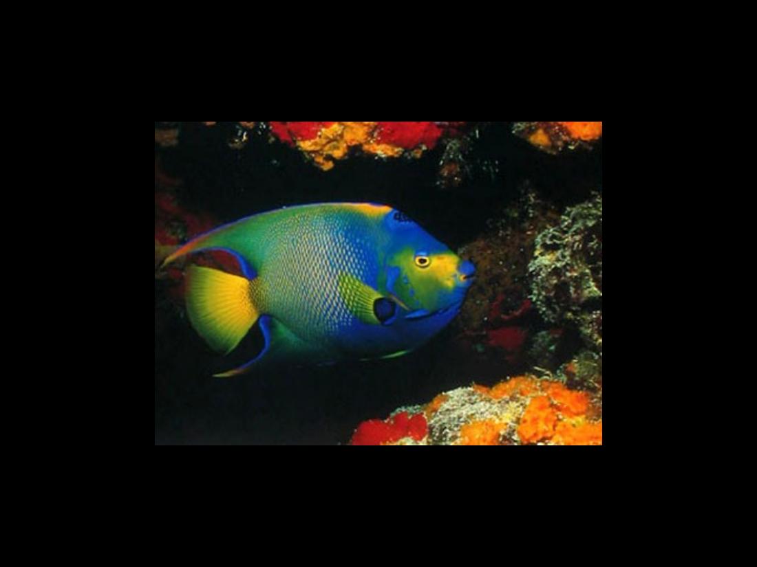 1022Calendar2005 – עמוד 15