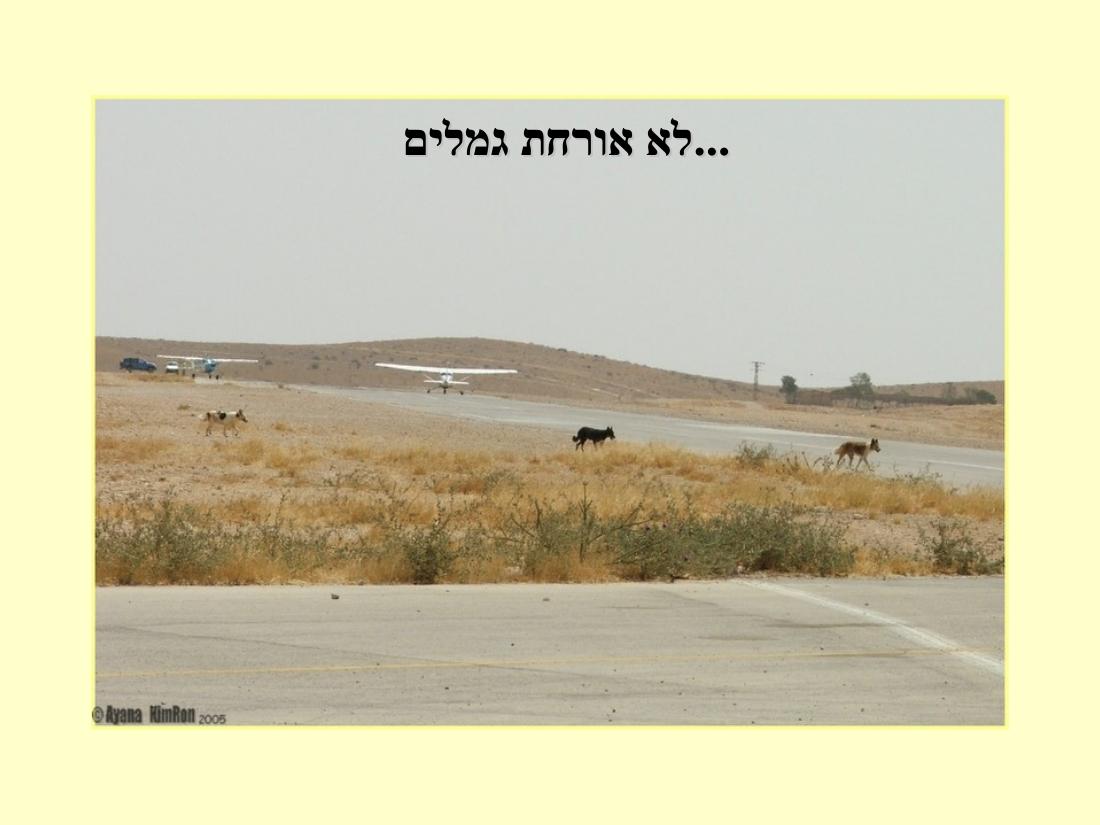 תחרות נחיתות בערד – עמוד 19