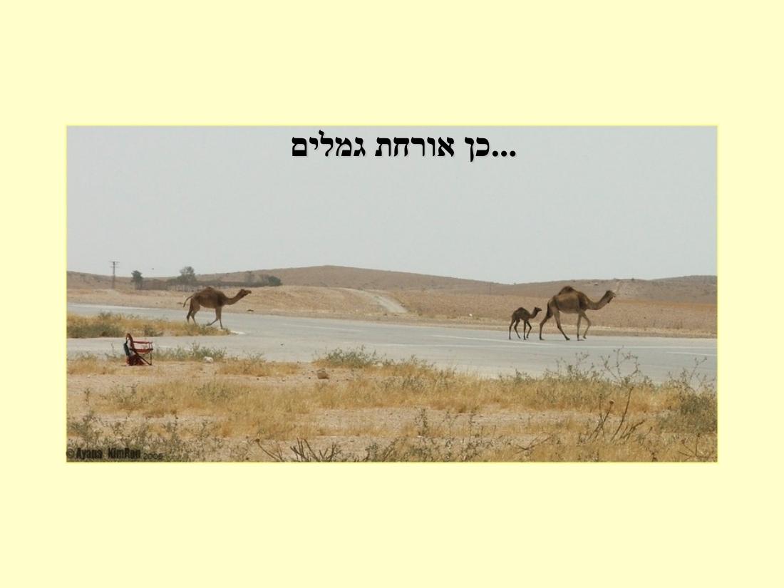 תחרות נחיתות בערד – עמוד 20