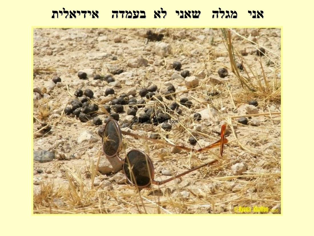 תחרות נחיתות בערד – עמוד 32