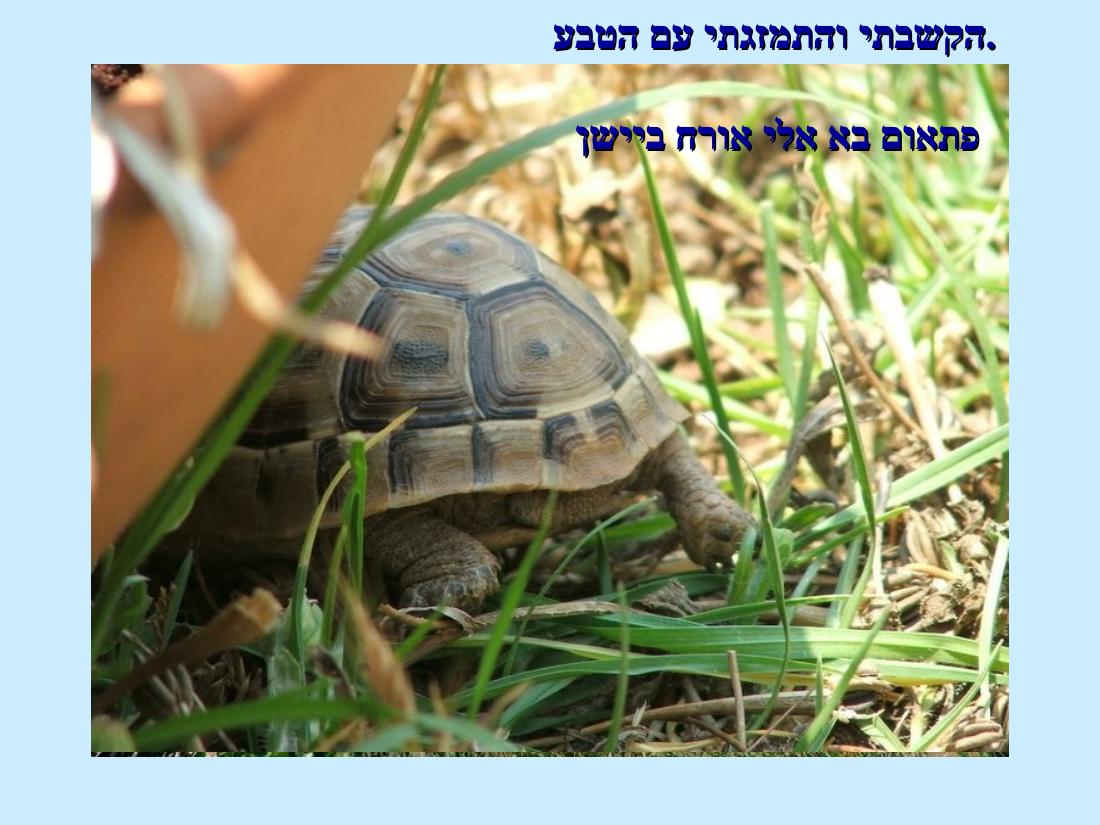 טייסים ומוזיקה במטולה – עמוד 16