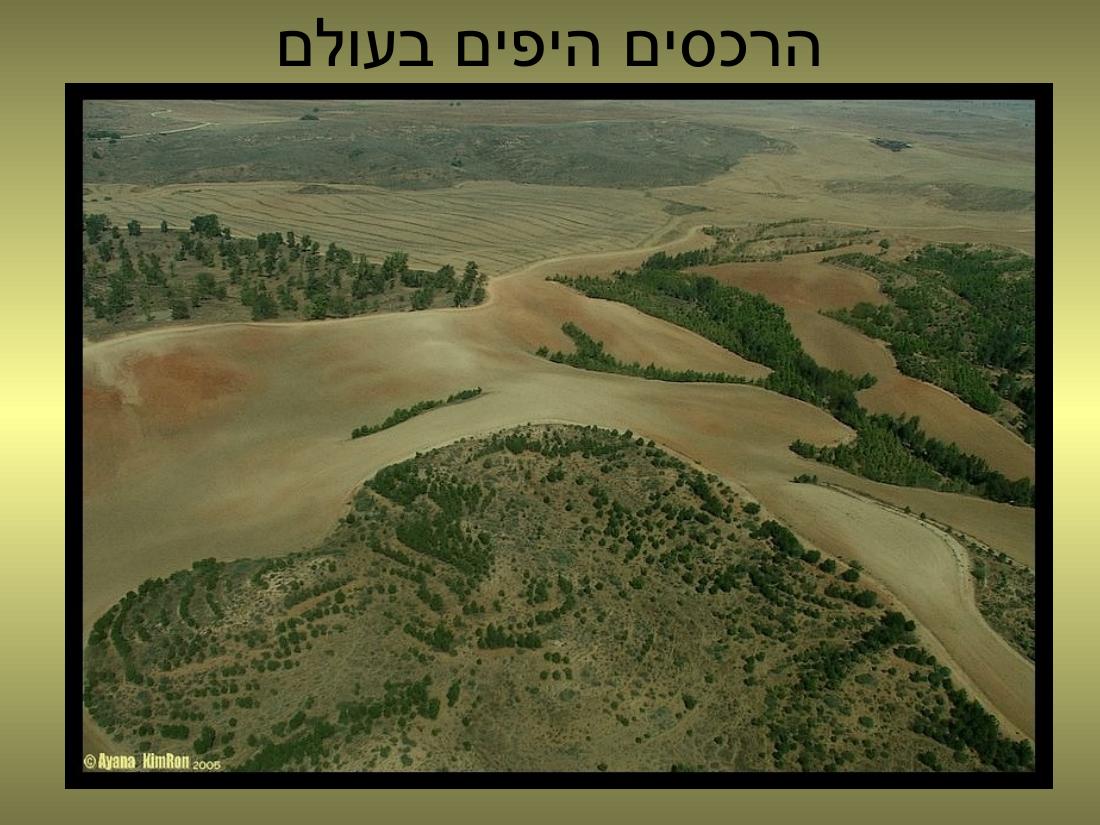 עיינה טסה למצדה – עמוד 21