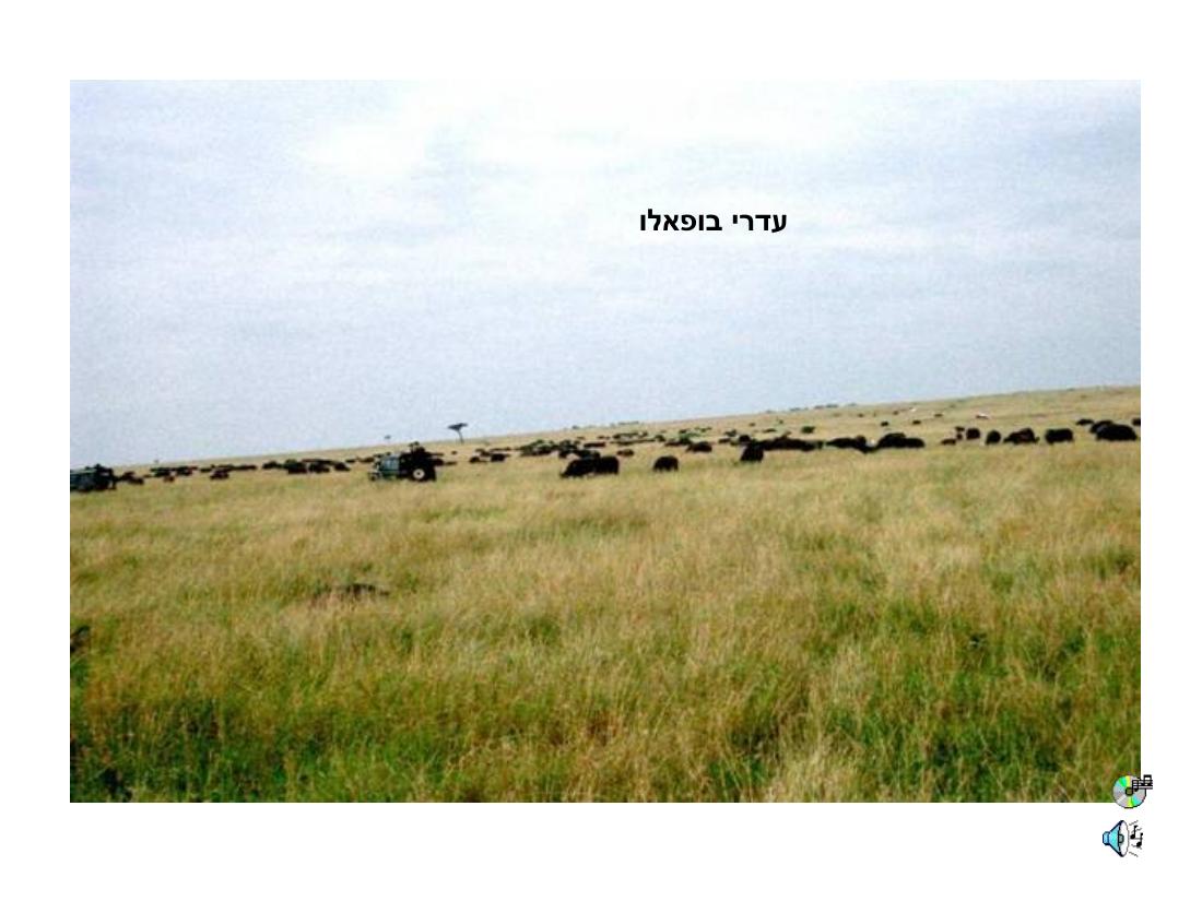 מצגת תמונות מהמטס לקניה – עמוד 46
