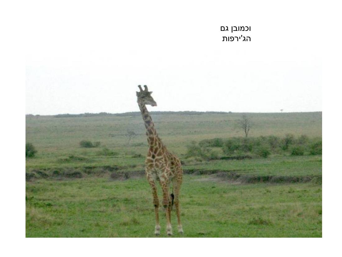 מצגת תמונות מהמטס לקניה – עמוד 55