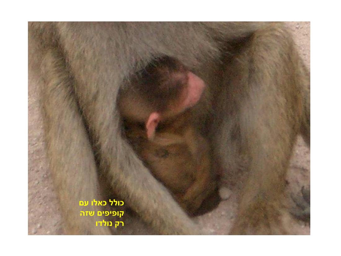 מצגת תמונות מהמטס לקניה – עמוד 82
