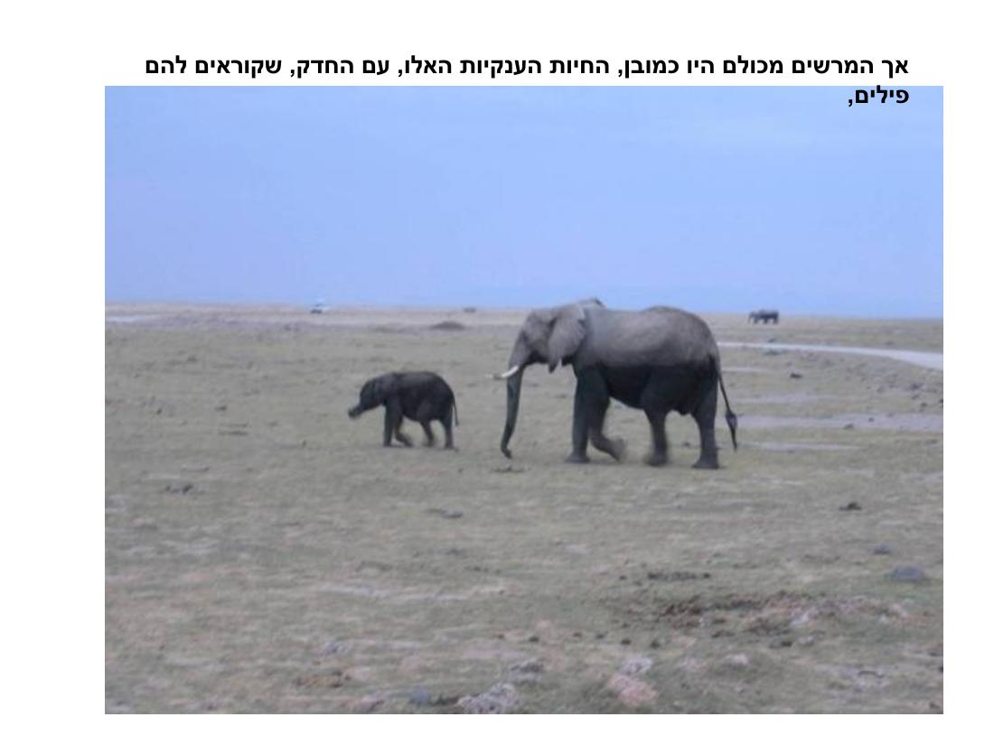מצגת תמונות מהמטס לקניה – עמוד 83