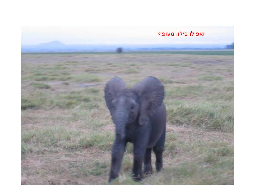 מצגת תמונות מהמטס לקניה – עמוד 85