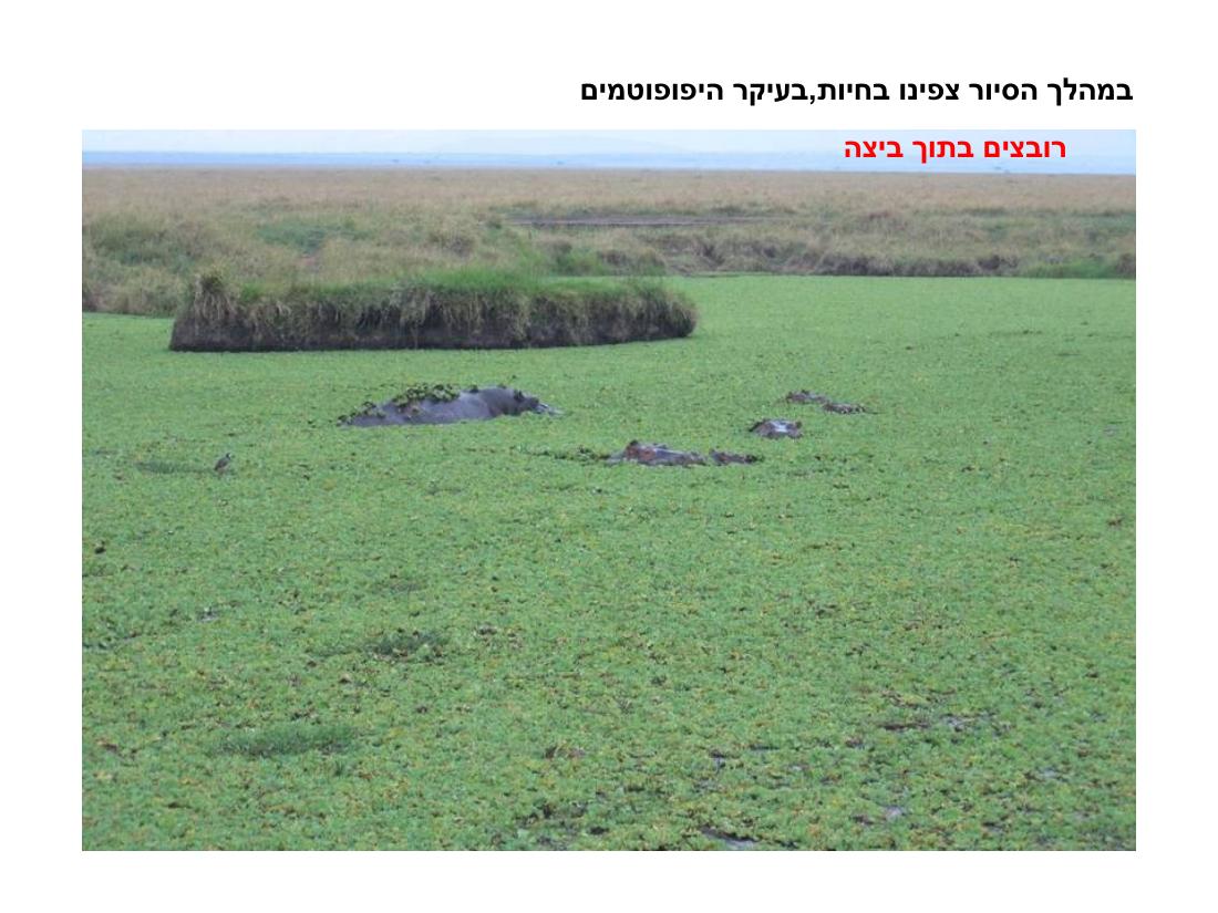 מצגת תמונות מהמטס לקניה – עמוד 28