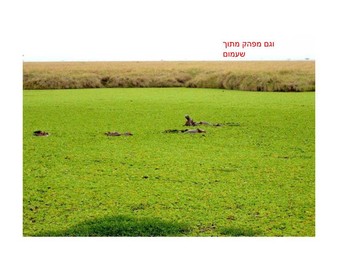 מצגת תמונות מהמטס לקניה – עמוד 29