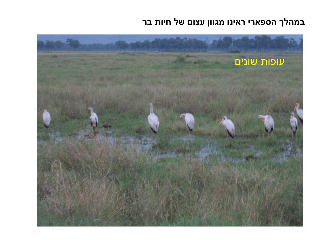 מצגת תמונות מהמטס לקניה – עמוד 42