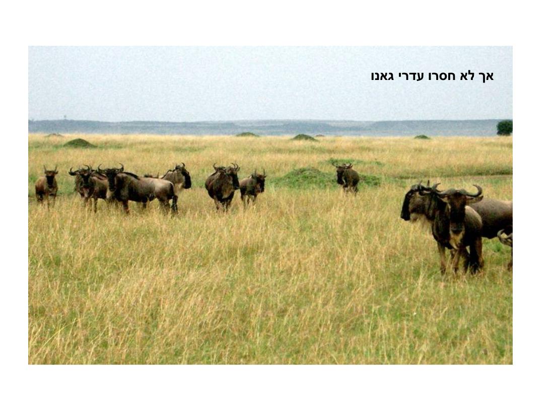 מצגת תמונות מהמטס לקניה – עמוד 49