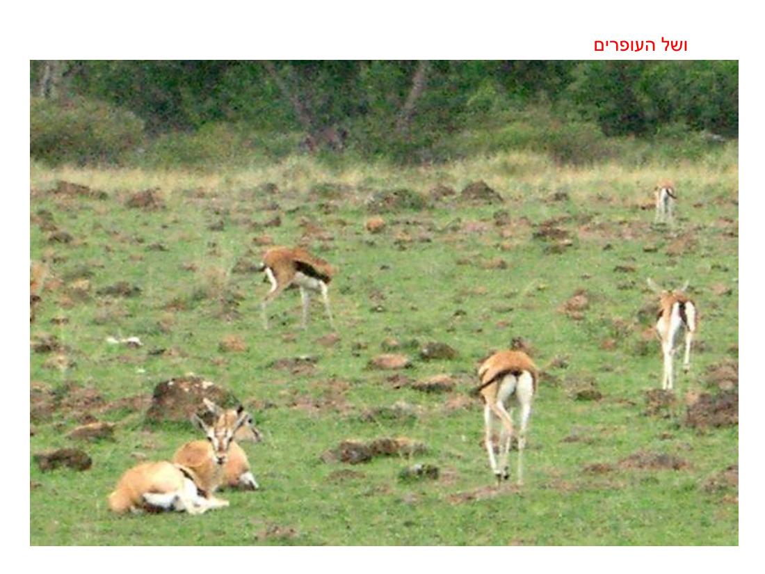 מצגת תמונות מהמטס לקניה – עמוד 54